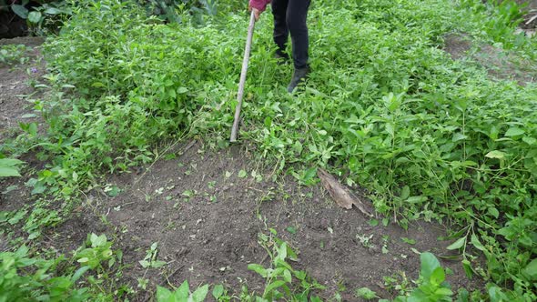 Agriculture concept of 4k Resolution. alt