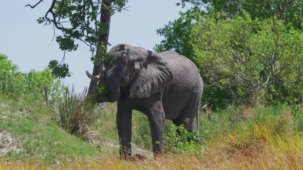 An Elephant Eating The Leaves Of A Tree In Makgadikgadi Pans In Botswana - medium shot alt