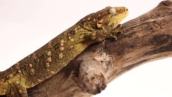 tokay gecko walking up log super slomo alt