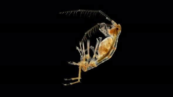 Crustacean Dulichia sp, under the microscope, of the Dulichiidae family alt