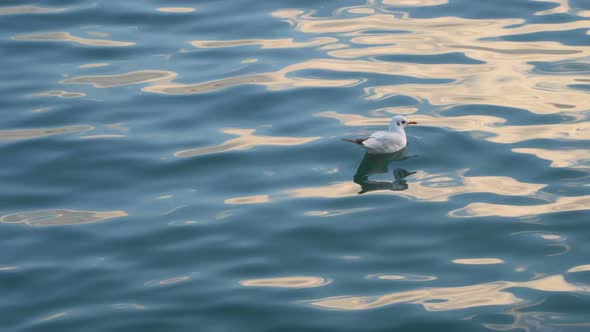 A Lone Gull Swims In the Sea