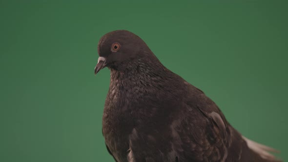 Gray Bird Of Mountain Origin Pigeon Strokes Its Lush Feathers Isolated In Green Screen Studio alt