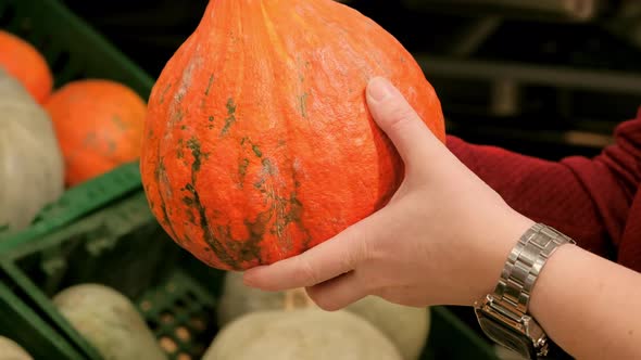 Lady Picks a Pumpkin at the Supermarket