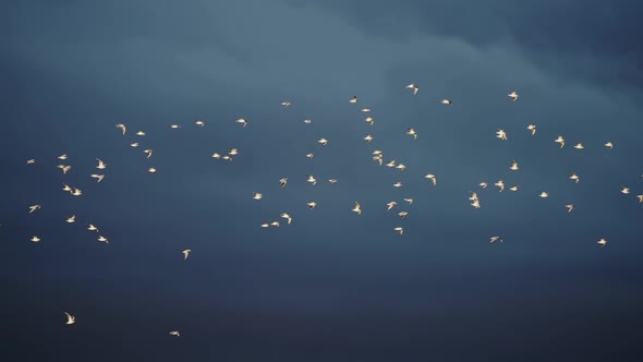 Flock of Birds Gliding Against the Storm at Dawn