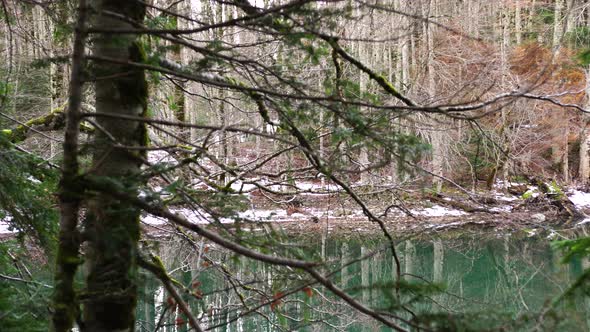 Lake Surrounded By a Snowy Forest in the Biogradska Gora National Park alt
