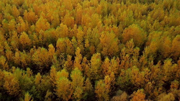 Aerial view of young birch trees with yellowed leaves