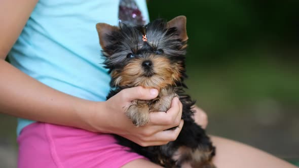 Yorkshire Terrier puppy in the hands of a little girl close-up. a child stroking a dog. 