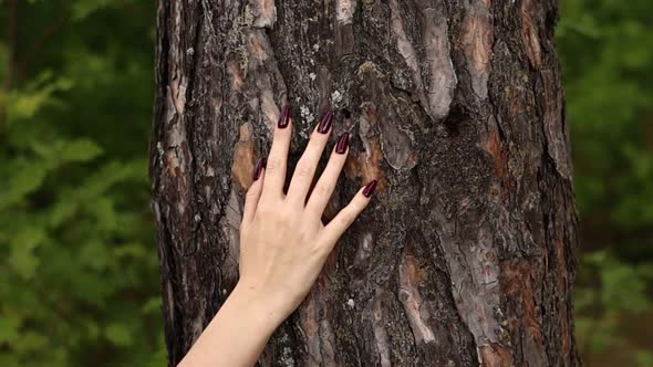 A woman's hand touches and strokes the bark of a pine tree in the forest. Female hand touches 