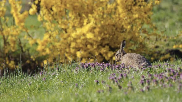 Lone hare in meadow groom and wash by gliding paws over face - slow motion alt