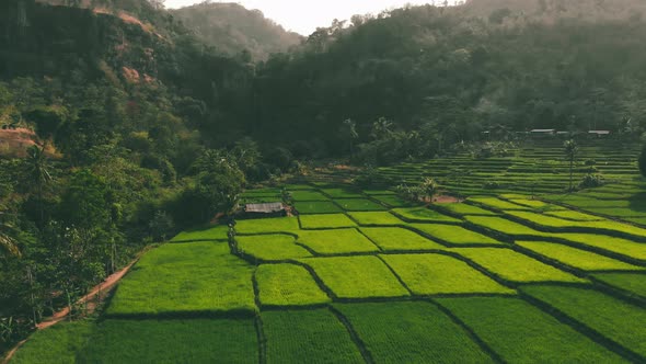 Beautiful aerial view of hills with rice field terrace and waterfall in the morning