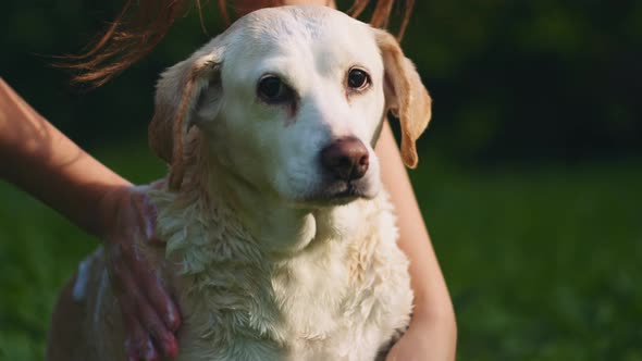 A person washing adorable white Beagle-Labrador mix dog gently with love alt