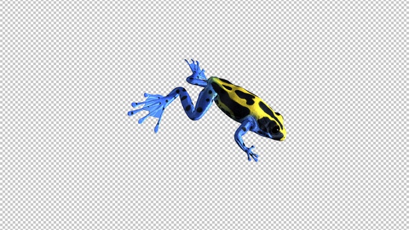 Jumping Frog - II - Poison Dart - Yellow Black Blue - Front Side Angle