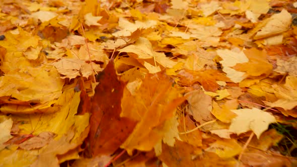 Orange Foliage on the Ground. Walking in the Forest or Park in Autumn. Fallen Leaves of Maple Tree