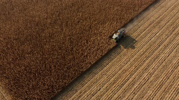 Aerial Drone View Flight Over Combine Harvester That Reaps Dry Corn in Field alt