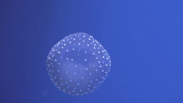 White Spotted Jellyfish Underwater alt