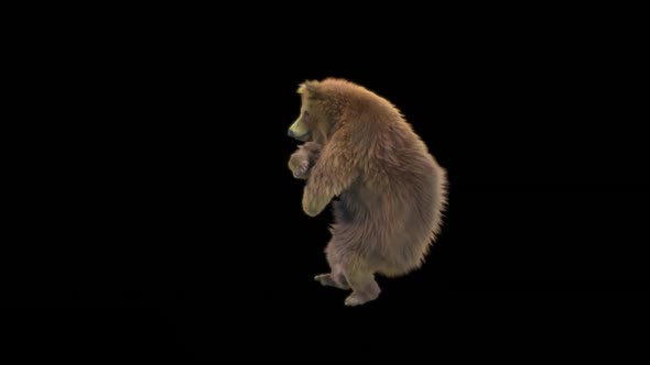 116 Bear Dancing HD alt