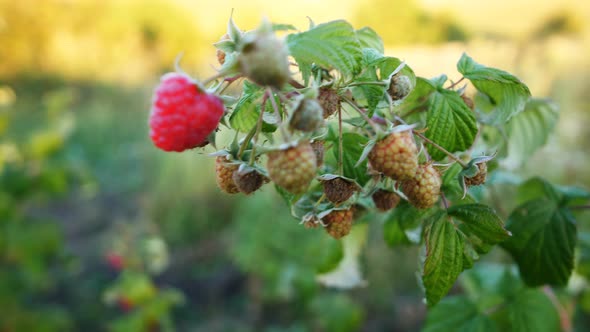 Slow motion ripe red juicy raspberry in the garden