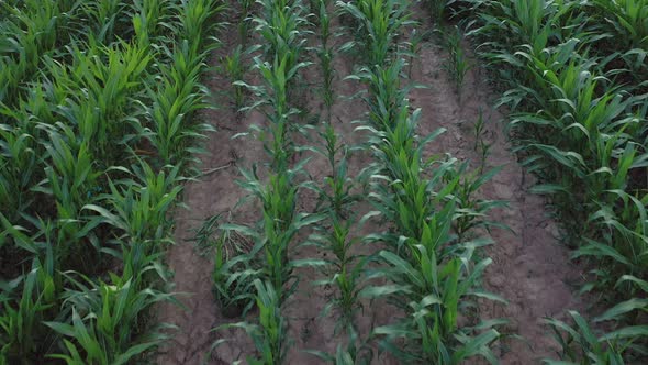 Farmer or an agronomist inspect a field of corn cobs. The concept of agricultural business. alt