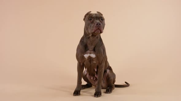 Front View of an American Pit Bull Terrier Sitting Fulllength Looking in Front of Him and Licking alt