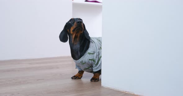 Funny Dachshund Puppy in Tshirt Comes Around Corner and Looks Up