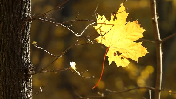 Maple Leaf in Autumn