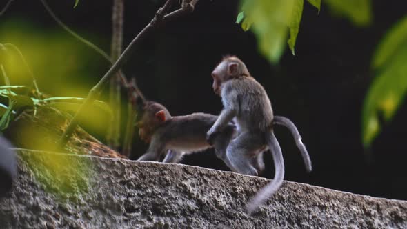 Two little Long-Tailed monkeys play with each other