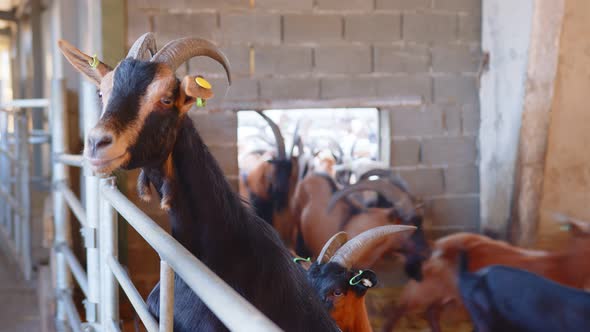 A Goat on a Goat Farm Looking Through a fence.Large Livestock Farm for Goats and Cattle. alt