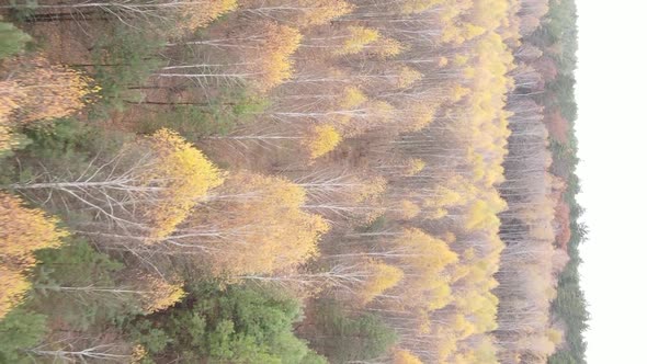 Vertical Video of Trees in the Forest in Autumn alt