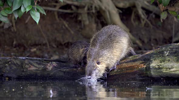 An adult Coypu grooming a young brood and then jumping to the water alt
