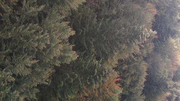 Vertical Video Aerial View of Trees in the Forest alt