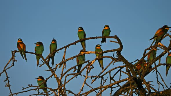 European bee-eater, Merops apiaster, Camargue, France alt