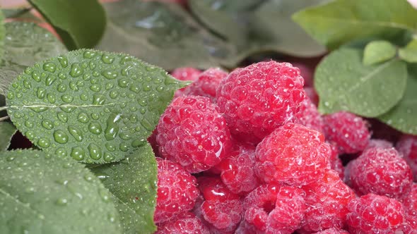 Fresh and Sweet Ripe Raspberries with Water Drops and Green Leaves