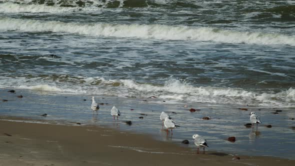 Flock of seagulls on the sea shore
