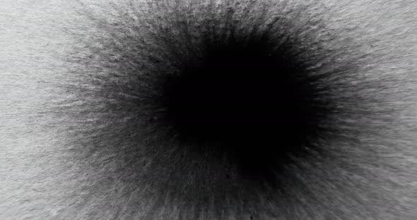 Paint Water Splash Black Ink Drop Stain Splatter alt