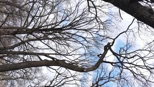 Vertical Video of the Forest with Trees Without Leaves Slow Motion alt