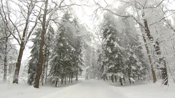 Heavy snowstorm in forest. Slow motion, steadicam shot