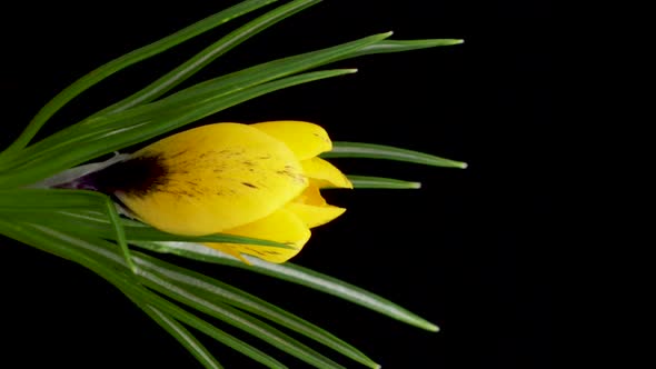 Timelapse of Growing Yellow Crocus Flower