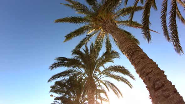 Tropical palm trees on beach alt