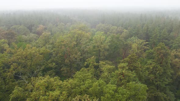 Fog in the Forest Aerial View alt