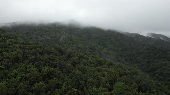 Aerial landscape view of greenery rainforest and hills on foggy day by drone