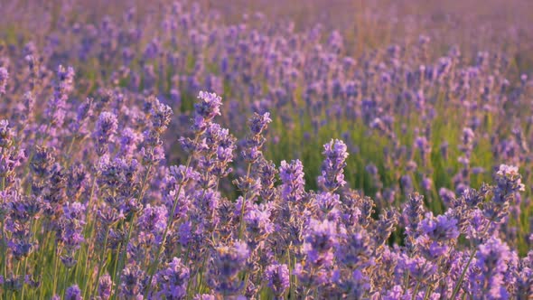 Bush of Lavender Flower