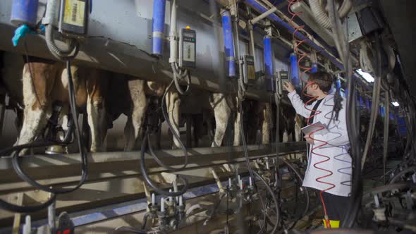 Farmer in cow milking parlor. alt