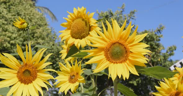 Sunflower and blue sky alt