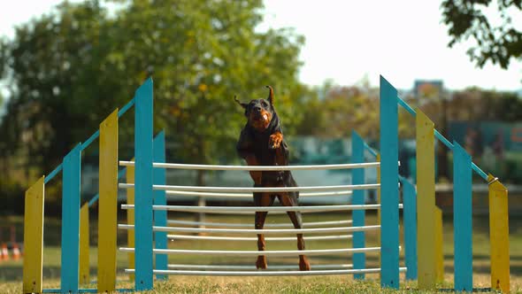 Doberman jumping over agility fence, Ultra Slow Motion alt