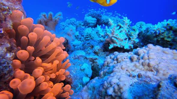 Underwater Life Red Sea Clownfish alt