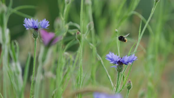 Bumblebee distributes pollen as it flies between purple cornflowers alt