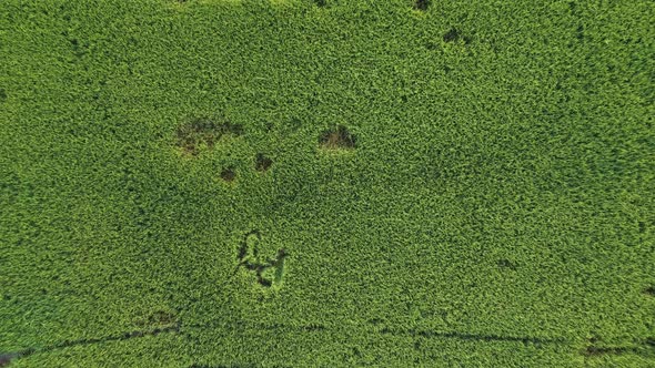 Marking of paddy field blow alt
