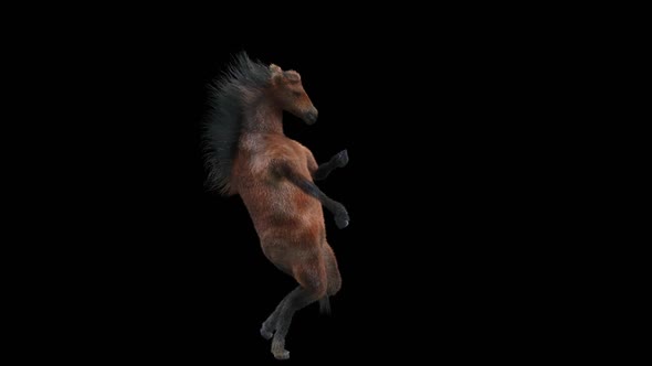 34 Horse Dancing HD alt