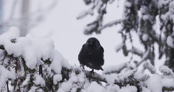 A Bird Sitting On A Spruce Covered With Snow alt