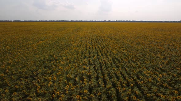 Cinematic fly over the field of sunflowers and lifting higher and higher to the sky at sunset